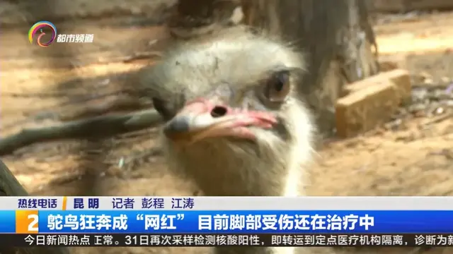 那只在东三环狂奔的鸵鸟，现在怎么样了？到底是谁家的！