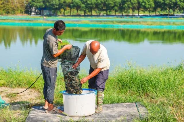 快来尝鲜！松江地产淡水小青龙上市