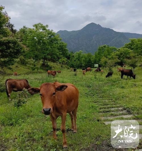 安徽地标农产品背后的故事｜高声杰：养旌德黄牛，“放牛娃”闯出致富路