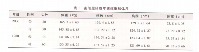 南阳黑猪