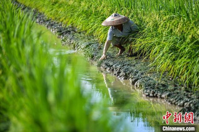 湖南常宁生态立体种养促农民增收