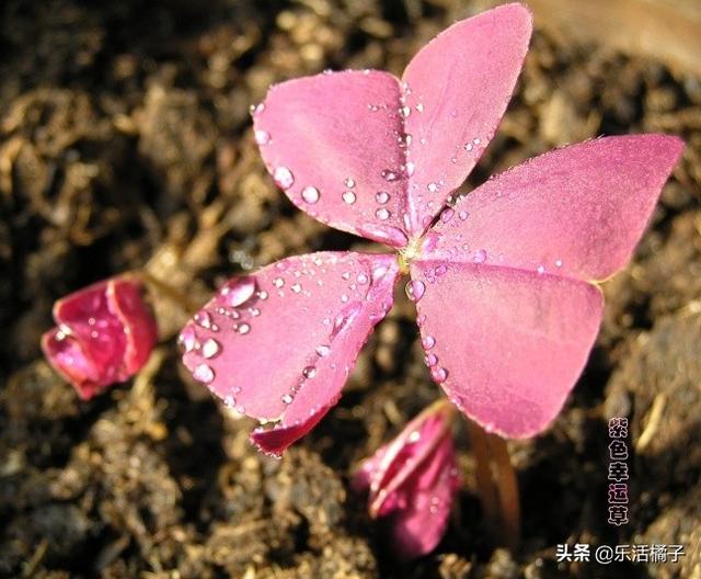 春天萌萌植物：紫色幸运草三叶草，养一盆不仅好运，也容易爆盆