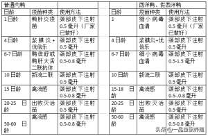 肉鸭养殖业(肉鸭完整防疫流程和管理要点，学会后养鸭不求人)