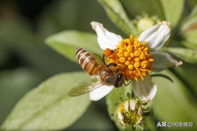 蜜蜂养殖技术重要，还是收捕蜂群技巧实用，老蜂农有新见解