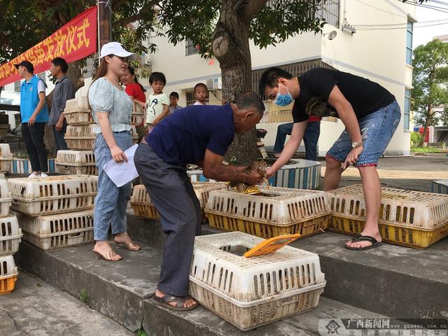 横县：“爱心鸡苗”免费送 脱贫致富信心足