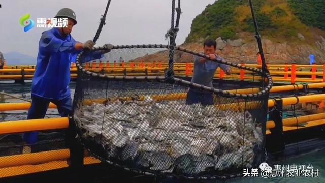 全省第三！一季度惠州农业经济实现开门红