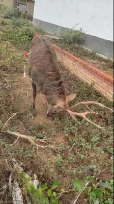 梅花鹿养殖场建设(汨罗市罗江镇发现麋鹿？林业局回应：是养殖场丢失的梅花鹿)