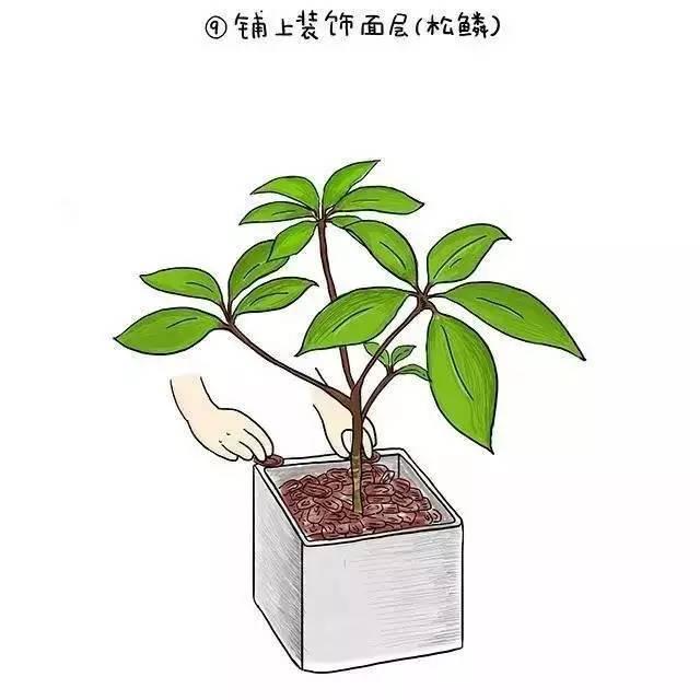 植物界新型网红——日本大叶伞