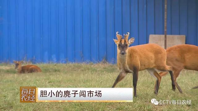 对不起，我也不知道“麂子”怎么读