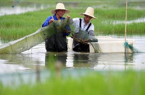 江西南昌：鲜活小龙虾 共养富农家