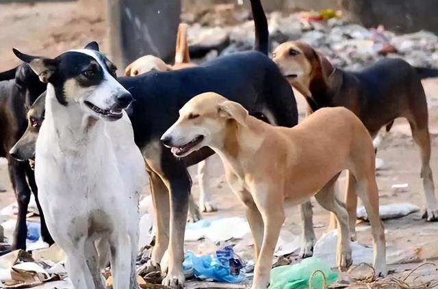 美食之都成都，品尝犬肉美味佳肴