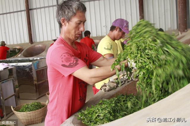 绿茶初加工技术要领（实用）