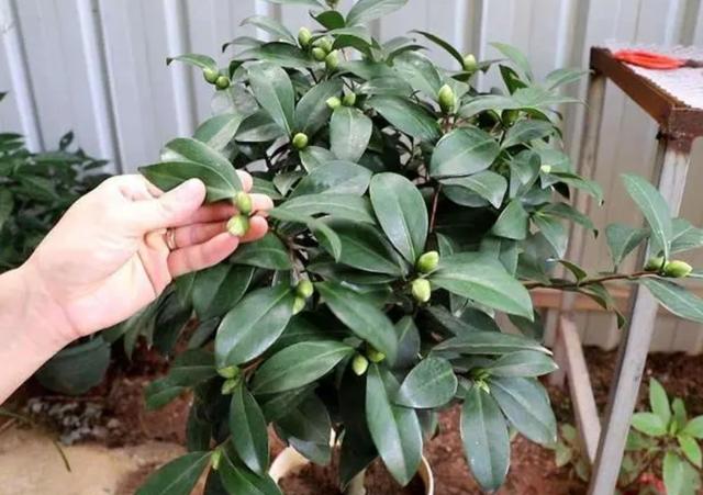 茶花不好养？掌握5个“技巧”，就能养得花繁叶茂