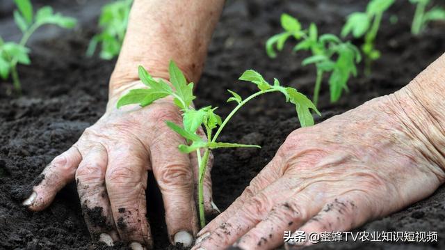 肥大，3天生白根，8天根旺旺——作物生根养根解决方案