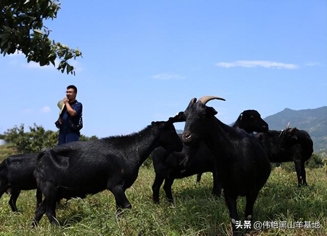 农民创业养殖黑山羊，要做好这些实际的工作，减少养羊的风险