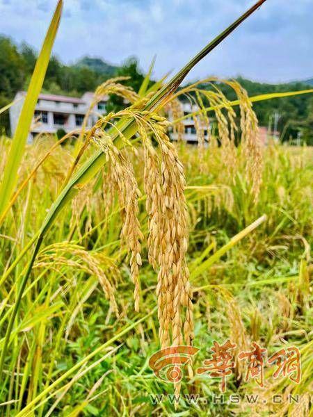 陕西首例“巨型稻”在汉阴试种成功