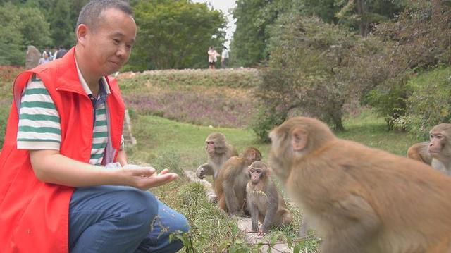 张家界的猴子为何乖巧又听话？武陵源“猴王”教你拿捏秘诀