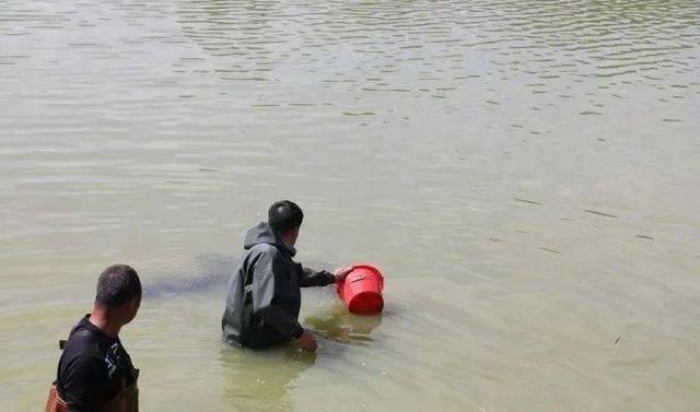 首次！南美白对虾投放水稻基地，鱼虾蟹“游”出生态循环共富路！