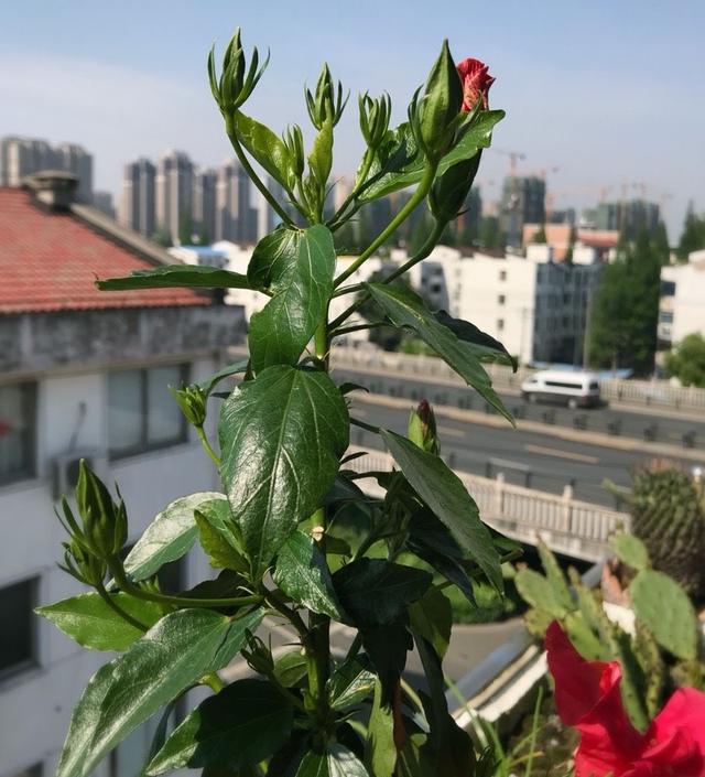 扶桑花怎么养？做好4点，四季吐艳，花开不断