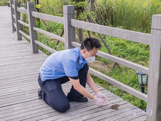 拒绝野味！1万余只中华大蟾蜍被放归大自然