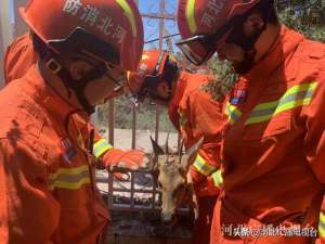 河北狍子养殖基地(张家口：消防员“摸头杀”解救野生狍子)