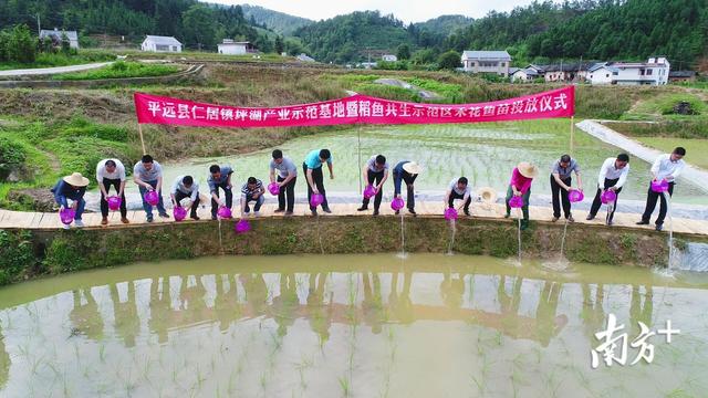 梅州平远仁居举行坪湖产业示范基地暨稻鱼共生示范区禾花鱼投放仪式