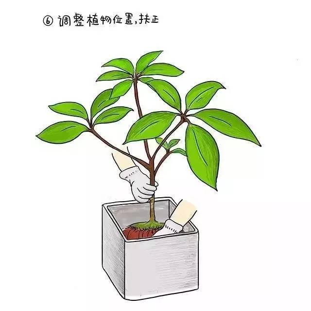 植物界新型网红——日本大叶伞