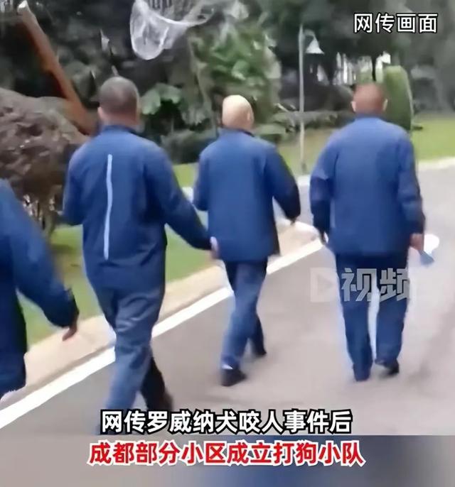 成都部分小区成立打狗队，爱狗人士坐不住了，称不能拿无辜狗泄愤