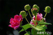 关于芙蓉花的知识