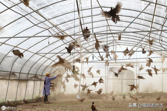 贵州毕节的这些村民养孔雀鸵鸟野鸡，除了销售外还能发展特色旅游