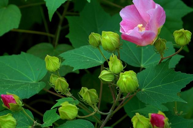 芙蓉花养殖这样做，秋来花开“羞答答”