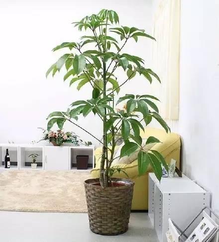 植物界新型网红——日本大叶伞