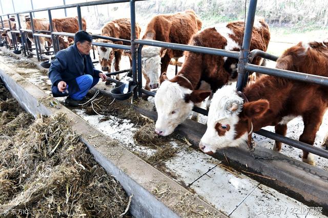 重庆的农妇养殖肉牛，总结出一套生意经！每年纯收入到达20万元！