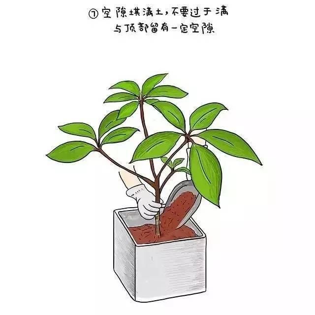 植物界新型网红——日本大叶伞