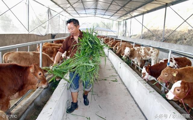 重庆的农妇养殖肉牛，总结出一套生意经！每年纯收入到达20万元！