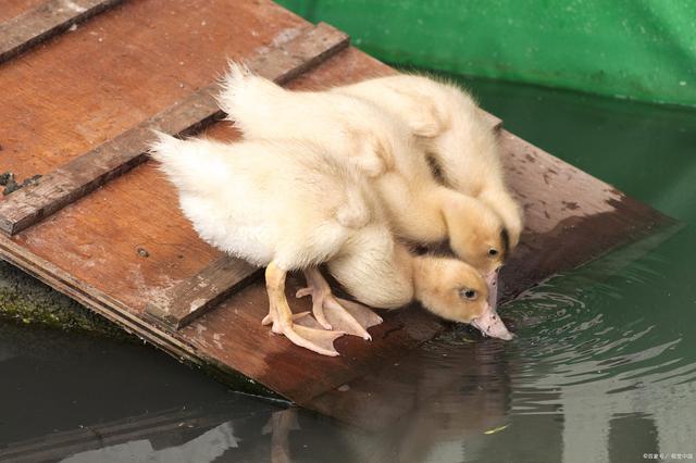 阳台养鸭经验分享，怎样养鸭子才能活得久？