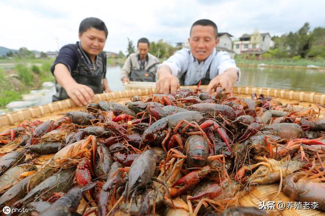 最近火热的“室内养殖小龙虾”是否靠谱？