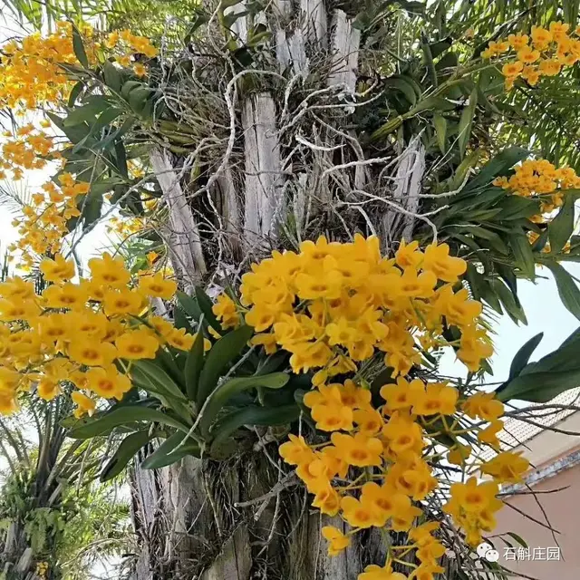 盆栽石斛，全水苔种植法，干净、简单、易管理！