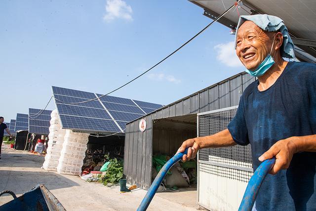 辉县这个山村光伏发电板间藏个大型珍珠鸡养殖场