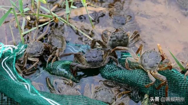 朔州：稻田养河蟹“一水两用”效益高