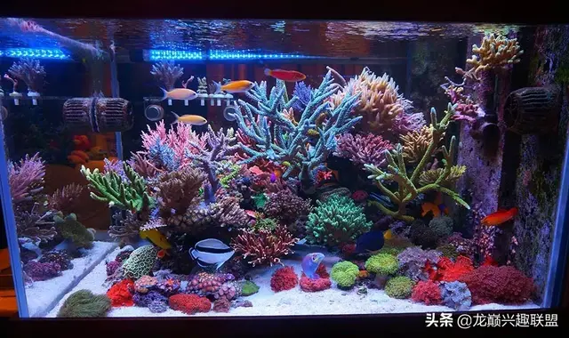 海水鱼缸养殖(惊cry90cm海缸竟然饲养77种生物，你敢挑战吗？)