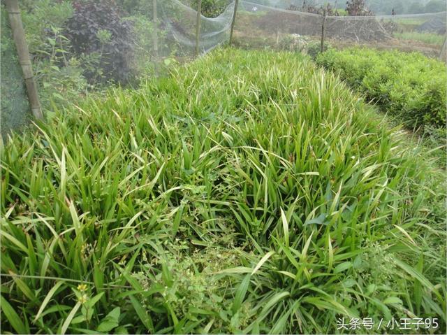 植物种植技巧：吉祥草的种植方法及注意事项