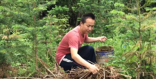 东哥教你养蚯蚓，一个废桶一把野草，学会后钓鱼有用不完的蚯蚓