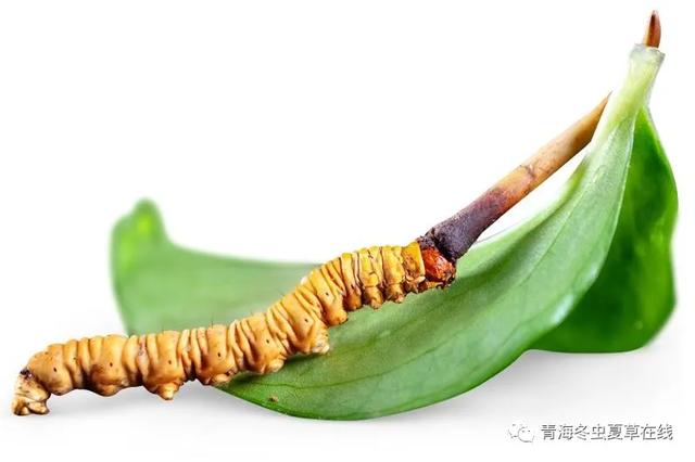 人工种植冬虫能不能完全替代野生冬虫夏草？