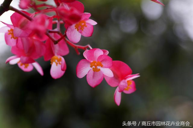 11月份养什么？首选茶花和四季海棠