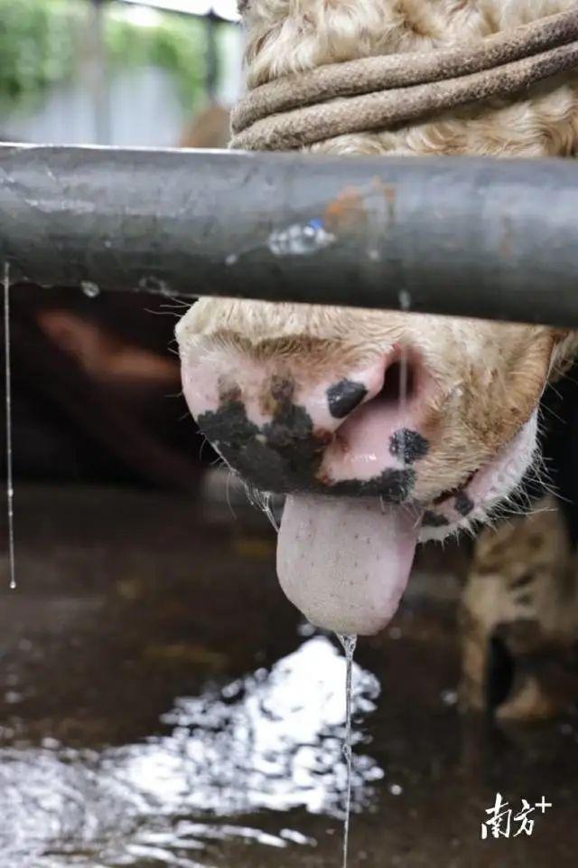 “活牛灌水”，东莞通报