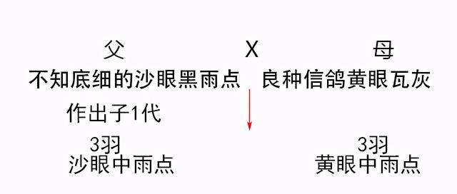 土鸽配赛鸽 实力老前辈的一份实验简报