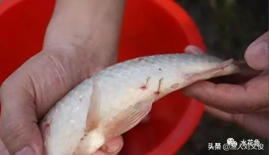 鱼身鳞片上有血点或血斑？鱼类寄生虫---锚头鳋杀灭治疗难度浅谈