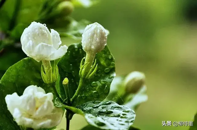 好一朵美丽的茉莉花！3条思路，3个方法，拍摄出茉莉花的恬淡优雅