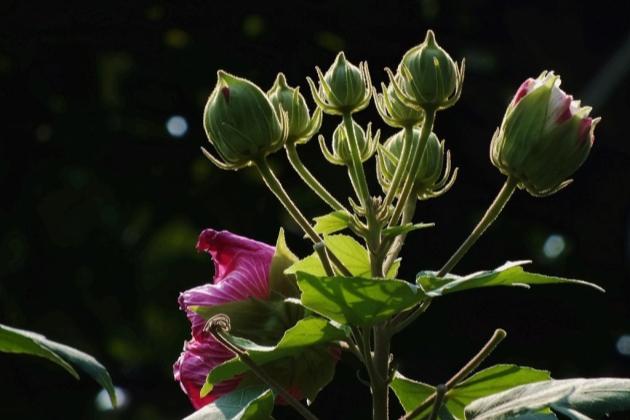 芙蓉花养殖这样做，秋来花开“羞答答”